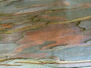 Natural pattern on a Eucalyptus tree