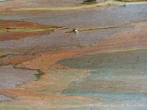 Natural pattern on a Eucalyptus tree