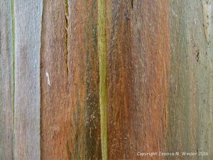Natural pattern on a Eucalyptus tree