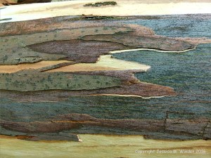 Natural pattern on a Eucalyptus tree