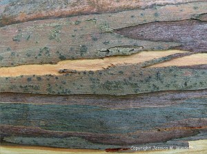 Natural pattern on a Eucalyptus tree