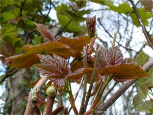 New leaves opening in spring