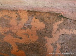 Natural pattern on a Eucalyptus tree