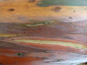 Natural pattern on a Eucalyptus tree