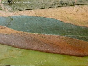 Natural pattern on a Eucalyptus tree