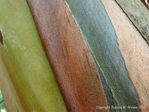 Natural pattern on a Eucalyptus tree