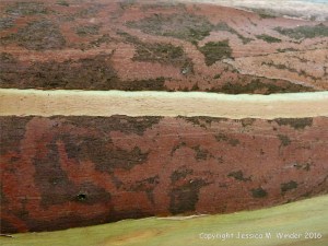 Natural pattern on a Eucalyptus tree