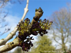 Flowers and leaf buds on Ash tree