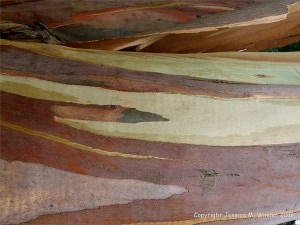 Natural pattern on a Eucalyptus tree