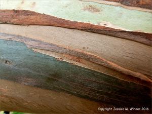Natural pattern on a Eucalyptus tree