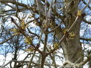 Flowers and leaf buds on Ash tree