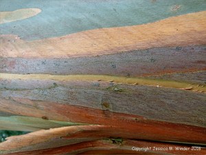Natural pattern on a Eucalyptus tree