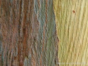 Natural pattern on a Eucalyptus tree