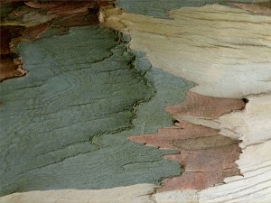 Natural pattern on a Eucalyptus tree