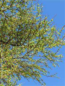 Larch needles opening in Spring