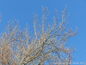Tree leaves opening in Spring