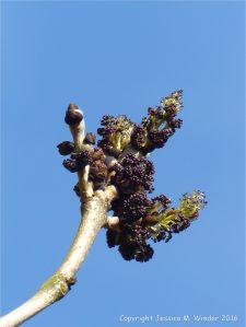 Flowers and leaf buds on Ash tree