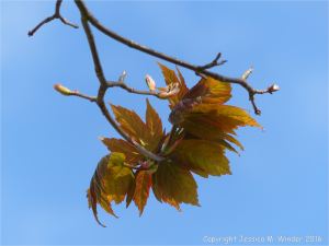 Tree leaves opening in Spring