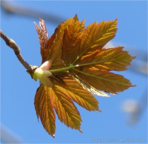 Tree leaves opening in Spring