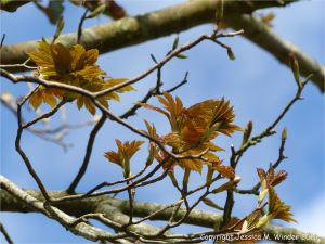 Tree leaves opening in Spring