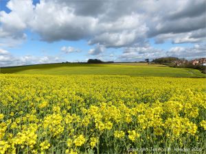 Yellow flowering oilseed rape crop in spring