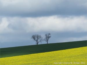 Trees silhoutted against the skyline