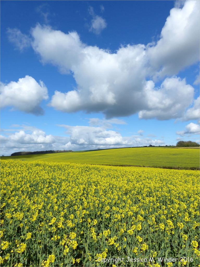 Yellow flowering oilseed rape crop in spring
