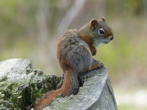 Canadian Red Squirrel