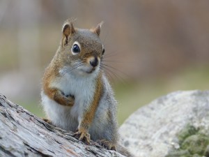 Canadian Red Squirrel