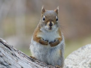 Canadian Red Squirrel