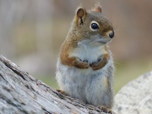Canadian Red Squirrel