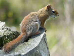 Canadian Red Squirrel