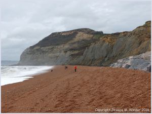 Context shot of Seatown Beach where all the trace fossil burrows were photographed