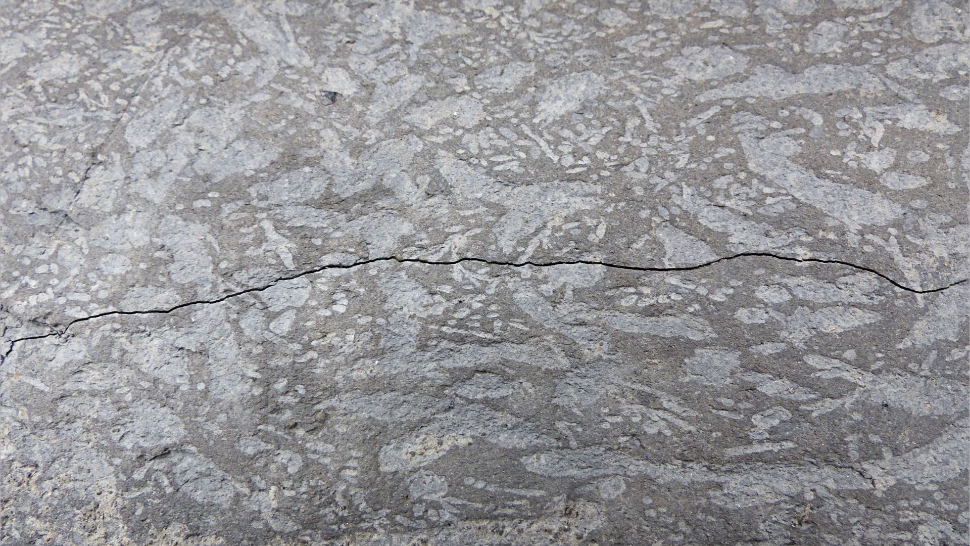 Trace or ichno fossils of marine invertebrate burrows