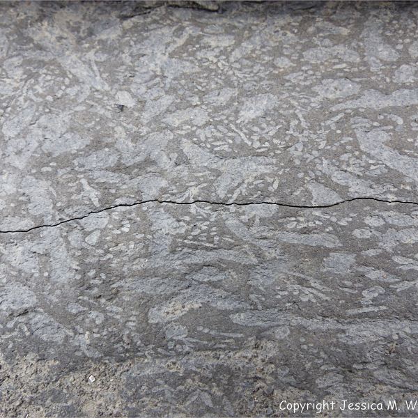 Trace or ichno fossils of marine invertebrate burrows