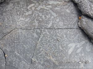 Trace or ichno fossils of marine invertebrate burrows