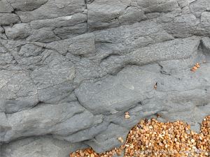 Trace or ichno fossils of marine invertebrate burrows