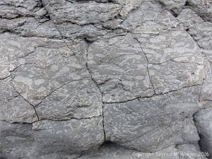 Trace or ichno fossils of marine invertebrate burrows