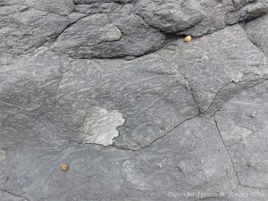 Trace or ichno fossils of marine invertebrate burrows
