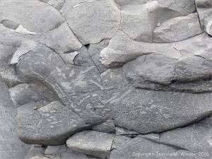 Trace or ichno fossils of marine invertebrate burrows