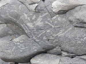 Trace or ichno fossils of marine invertebrate burrows