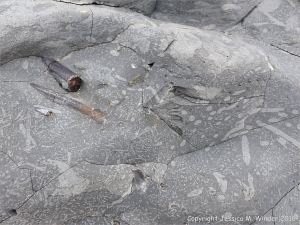 Trace or ichno fossils of marine invertebrate burrows