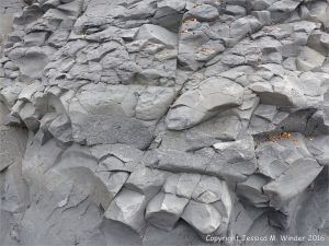 Trace or ichno fossils of marine invertebrate burrows