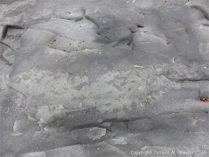 Trace or ichno fossils of marine invertebrate burrows