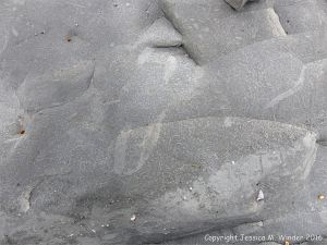 Trace or ichno fossils of marine invertebrate burrows