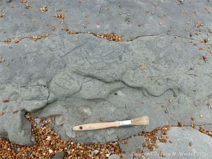Trace or ichno fossils of marine invertebrate burrows
