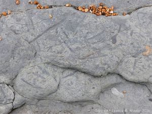 Trace or ichno fossils of marine invertebrate burrows