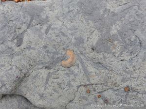 Trace or ichno fossils of marine invertebrate burrows
