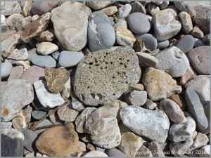 Beach stones on the shore at Charmouth, Dorset, England, including one with holes made by seashore creatures.