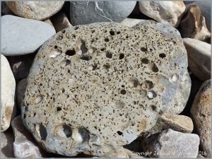 Beach stone with holes made by marine invertebrates at Charmouth, Dorset, England.